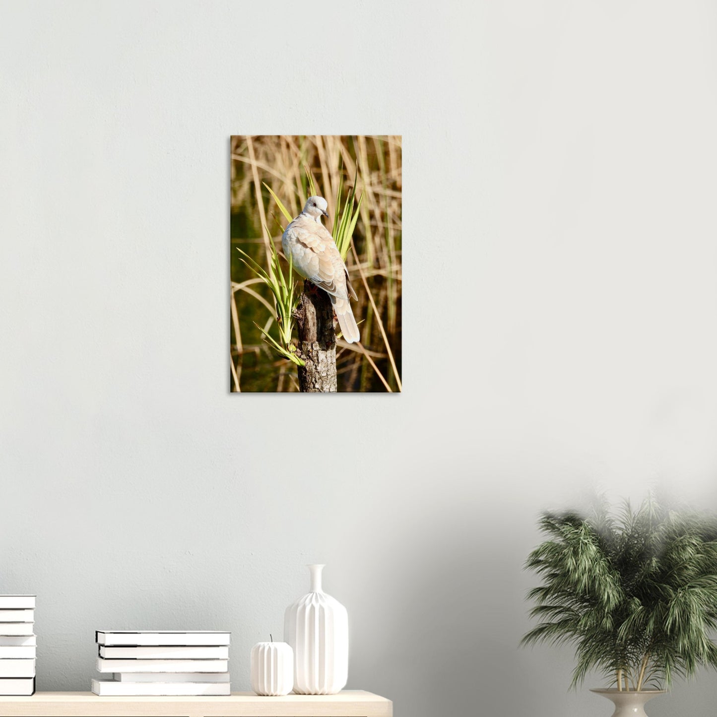 young dove nz, young spotted dove nz, spotted dove nz, dove nz, sunbathing nz, pond life nz, new zealand, piwaka prints, piwaka prints nz, bird nz, nz birdlife, pigeons nz, yukka nz,