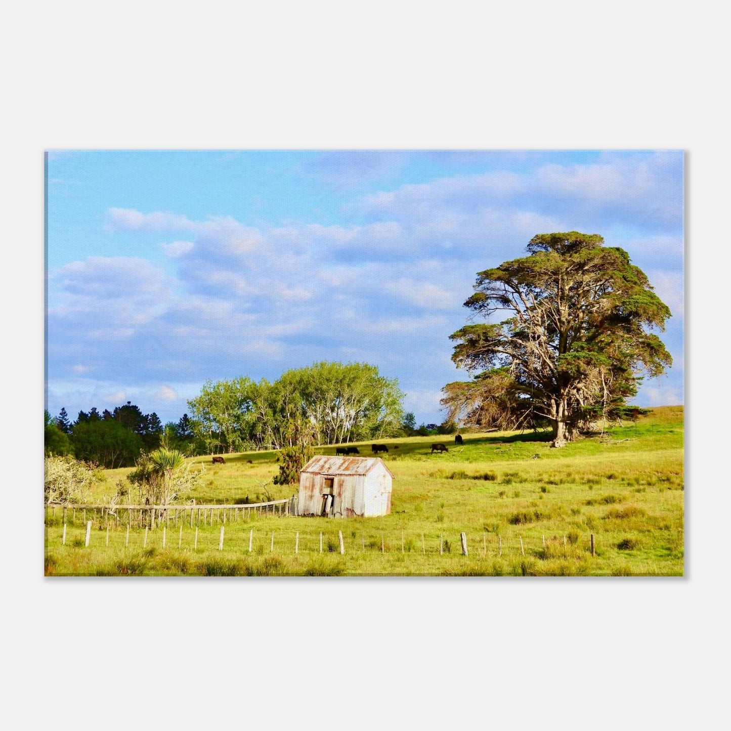 rural mangawhai nz, new zealand, nz, rural nz, weathered shed nz, oak trees nz, macrocarpa nz, macrocarpa trees nz, cows nz, rural landscape nz, urlich drive nz, fields nz, pastures nz, tornado nz, storm nz, piwaka prints nz, piwaka prints,