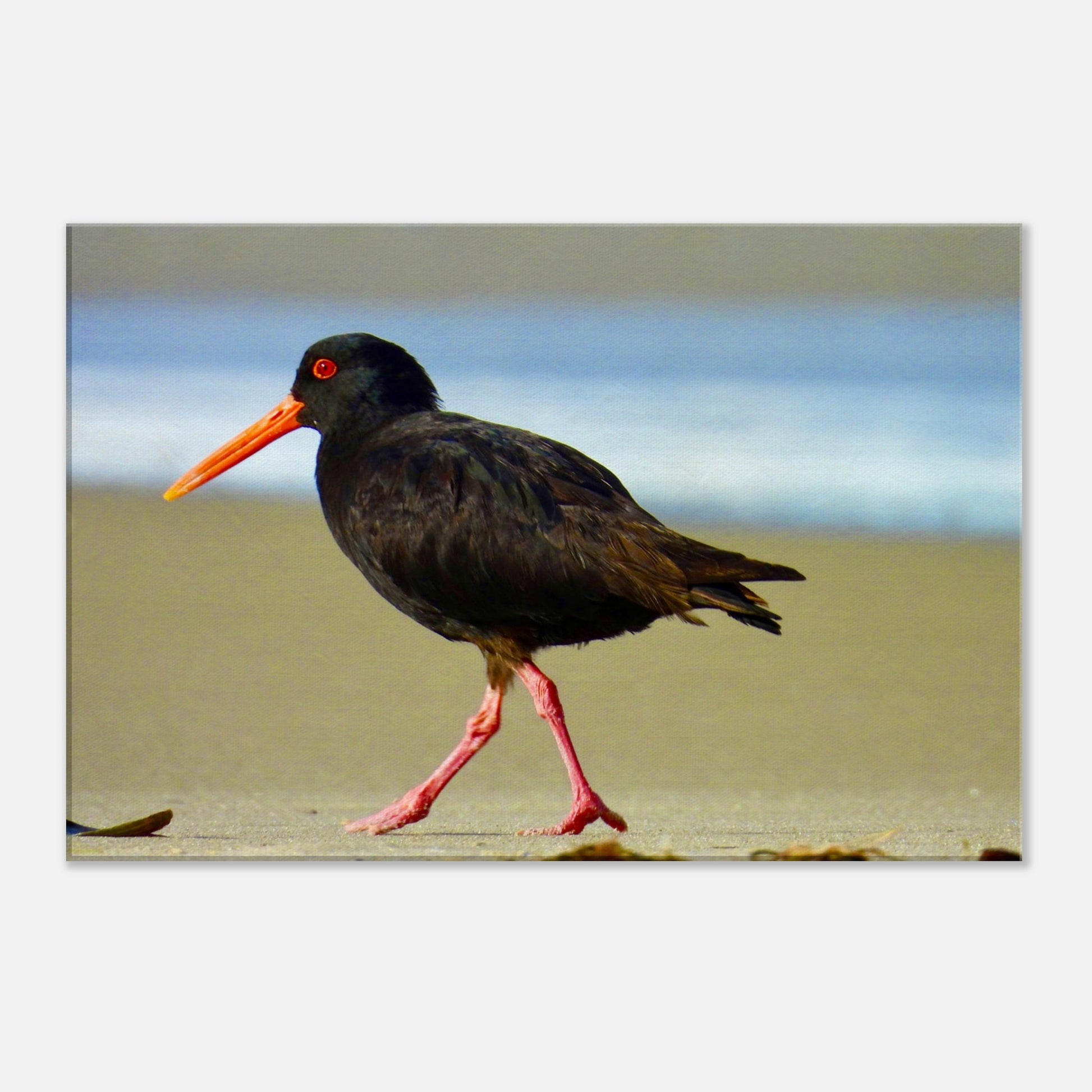 Oystercatcher, variable oystercatcher, nz, new zealand, northland, mangawhai heads, surf beach, black bird, black, bird, wall art, canvas, piwaka prints,