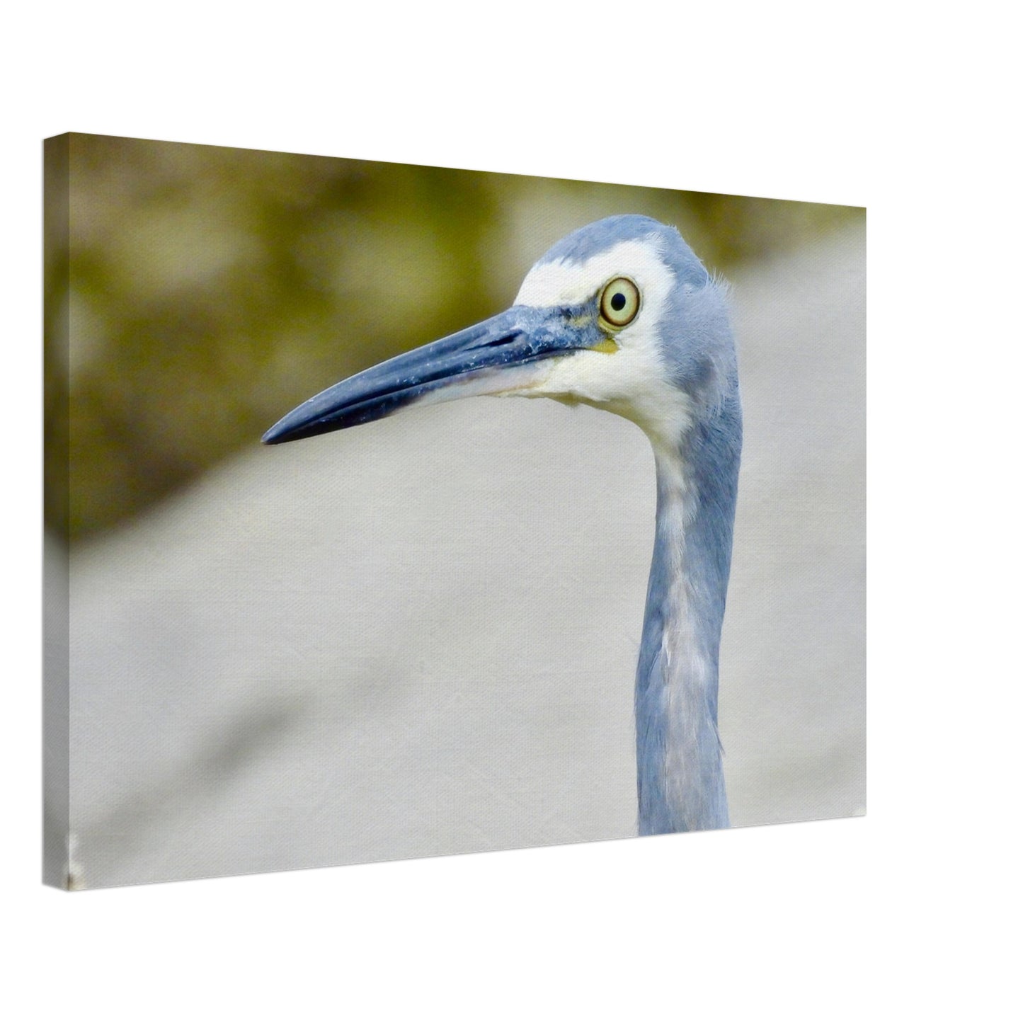 Heron nz, face nz, mangawhai heads, surf beach nz, mangawhai heads surf beach, northland, nz, new zealand, wall art nz, fun picture nz, piwaka prints nz, canvas nz, heron canvas nz, heron wall art nz, mangawhai, piwaka prints,