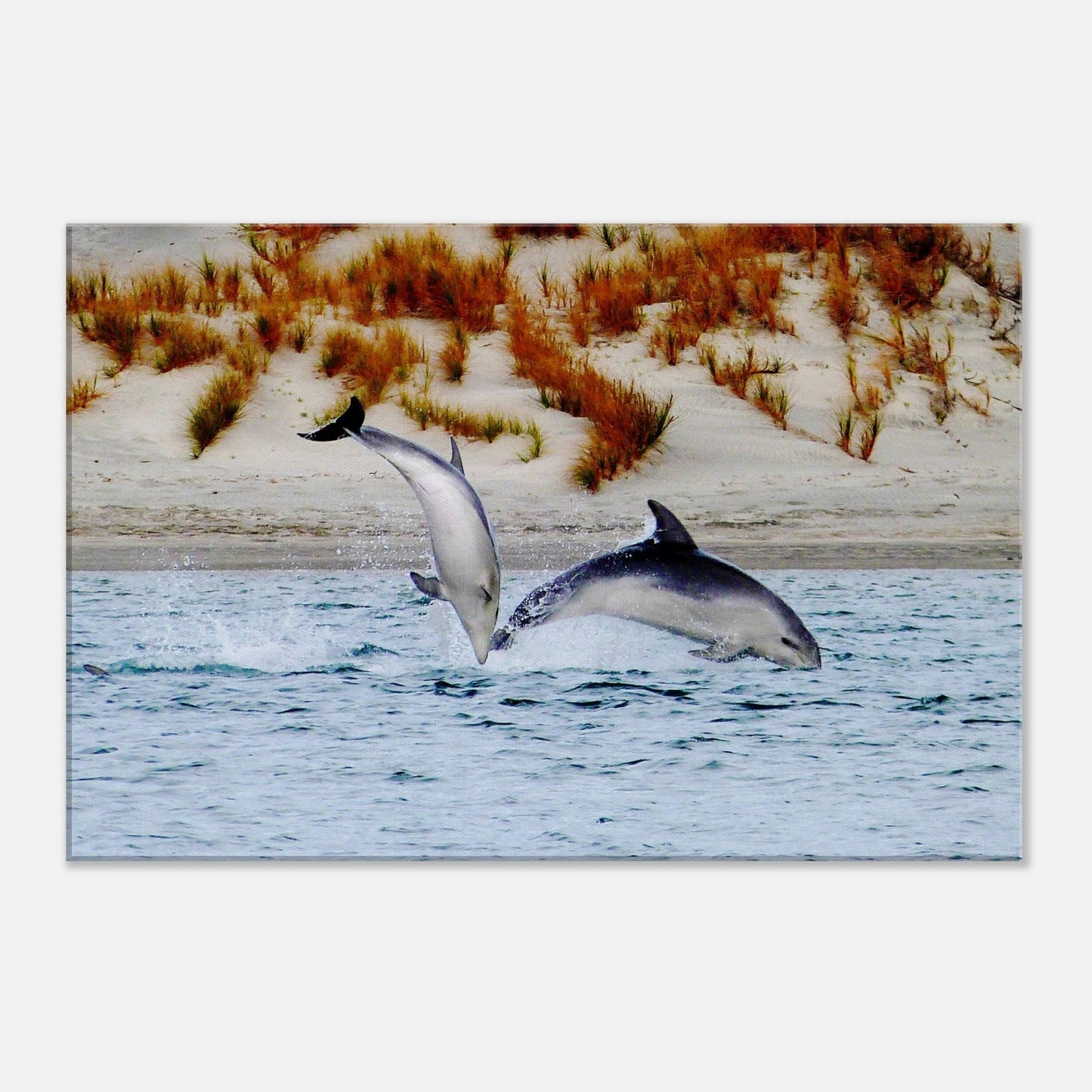 dolphins nz, mangawhai heads estuary, mangawhai heads, mangawhai estuary, mangawhai, estuary nz, northland, nz, new zealand, dolphin canvas nz, canvas nz,  east coast nz, paradise nz, ocean life nz, marine life nz, piwaka prints nz, piwaka prints