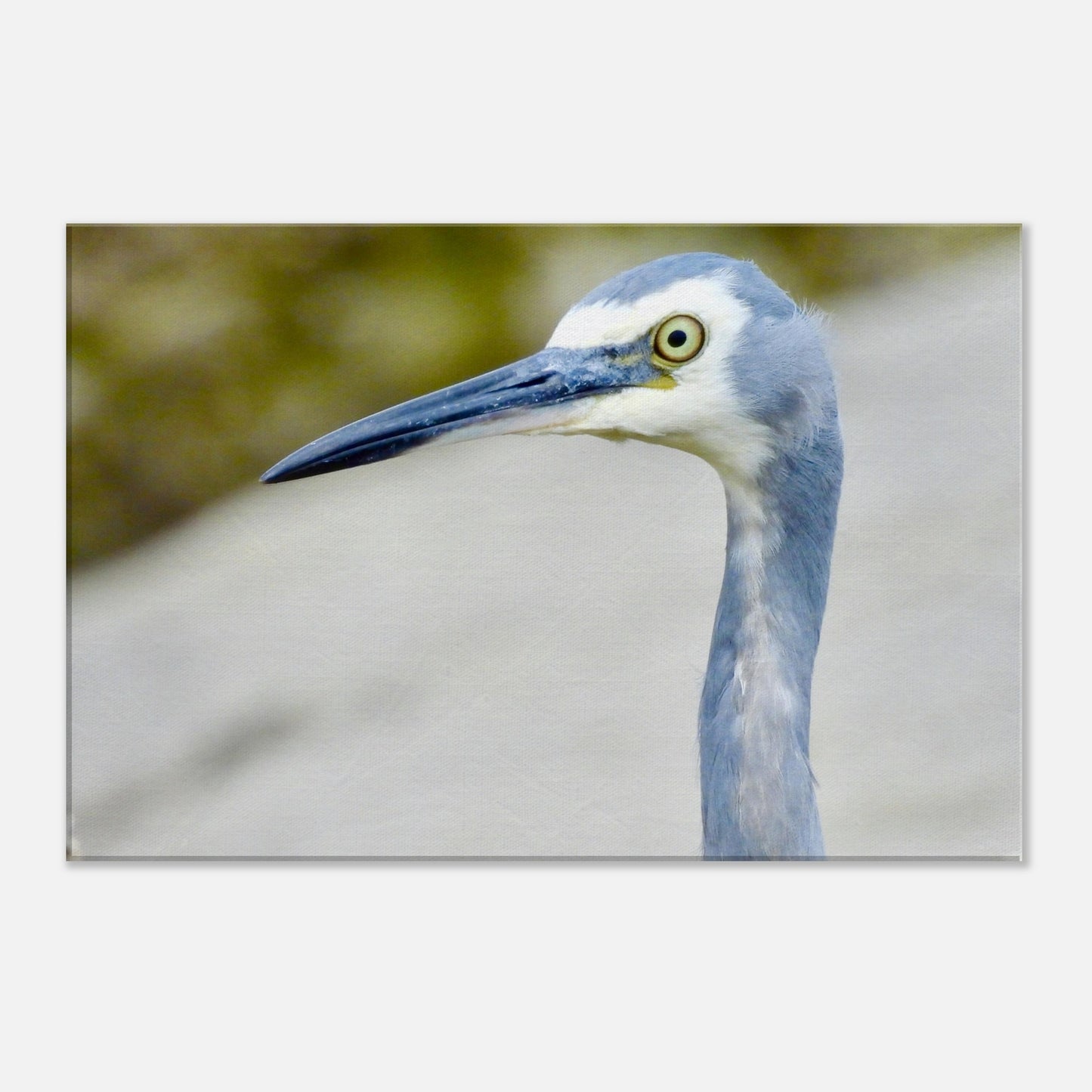 Heron nz, face nz, mangawhai heads, surf beach nz, mangawhai heads surf beach, northland, nz, new zealand, wall art nz, fun picture nz, piwaka prints nz, canvas nz, heron canvas nz, heron wall art nz, mangawhai, piwaka prints,