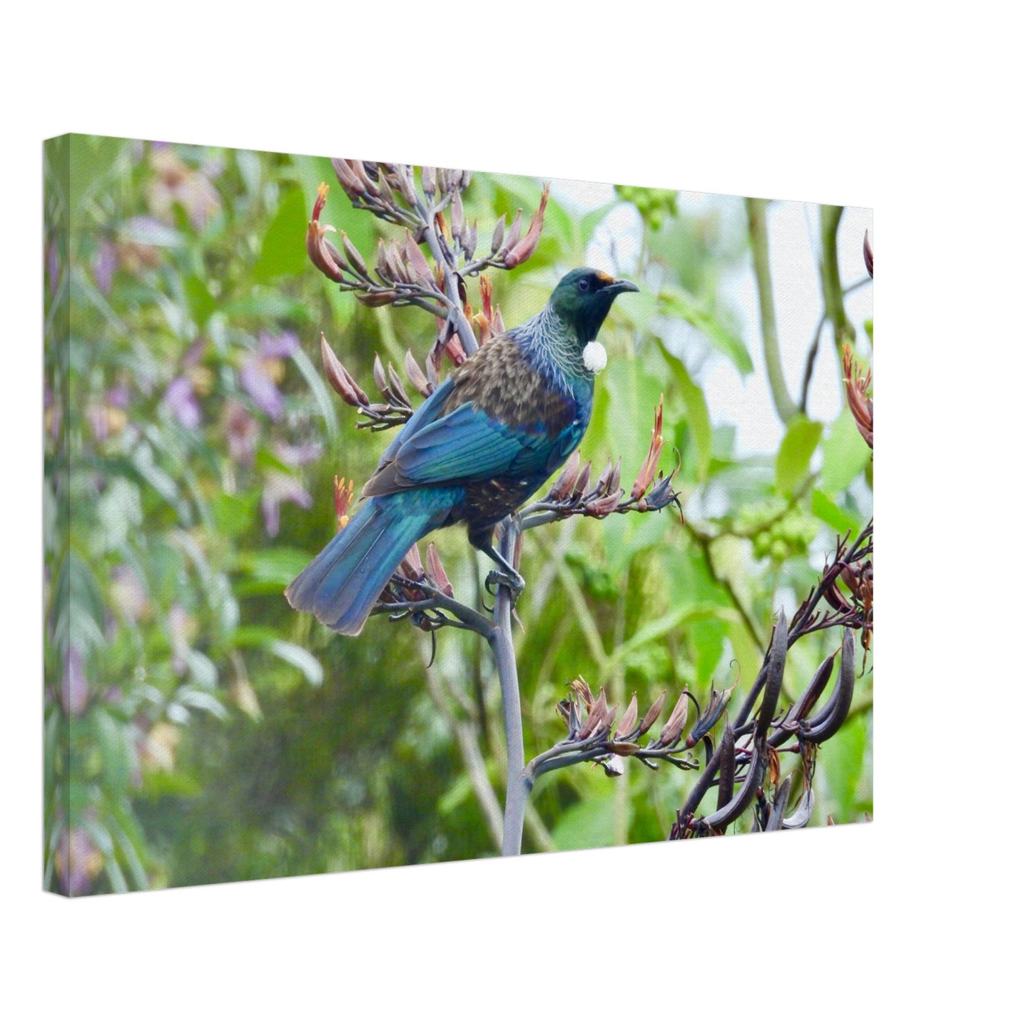 Tui nz, flax nz, blue nz, green nz, nz native bird, bird nz, nz, new zealand, piwaka prints, piwaka prints nz, canvas, canvas nz, wall art, wall art nz, tui canvas nz, tui wall art nz,