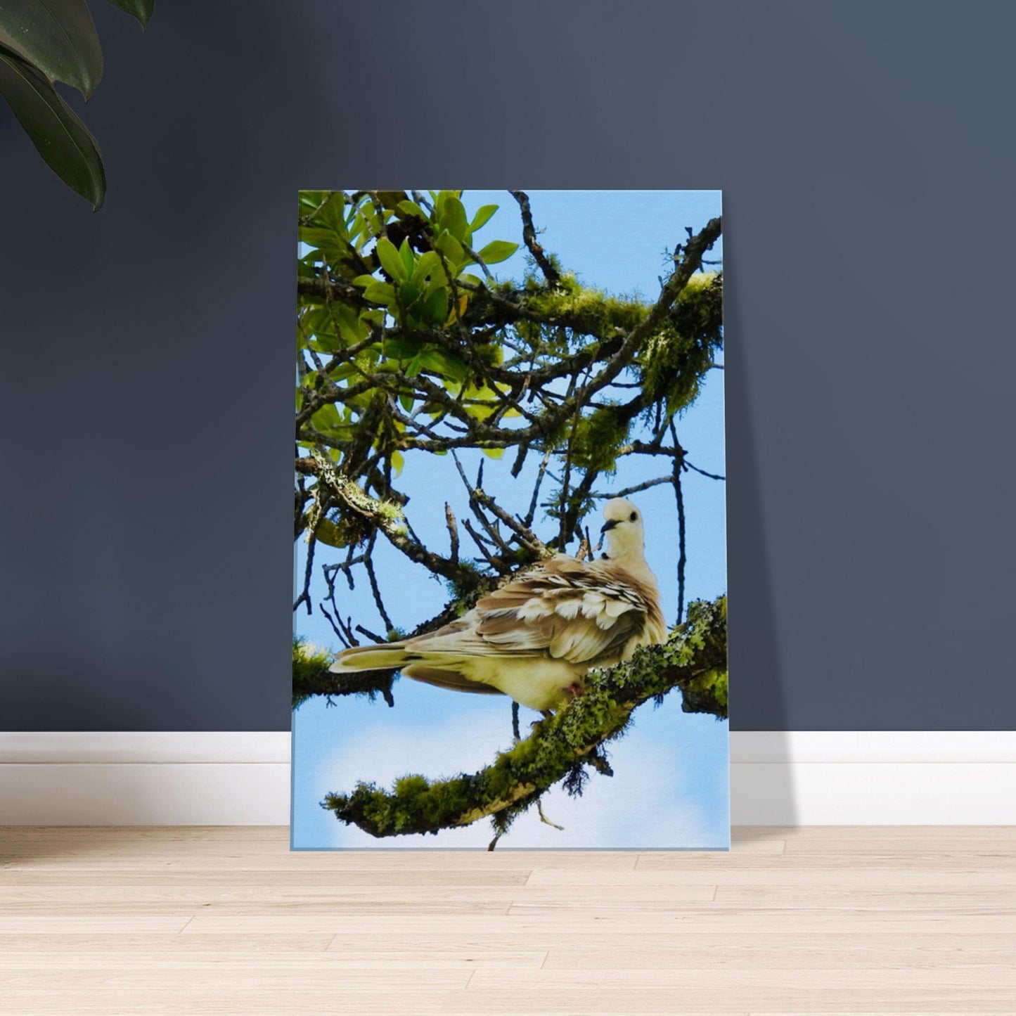 spotted dove nz, young spotted dove nz, dove nz, new zealand, mangawhai nz, mangawhai northland, mangawhai village nz, piwaka prints, piwaka prints nz, nz, lichen nz,