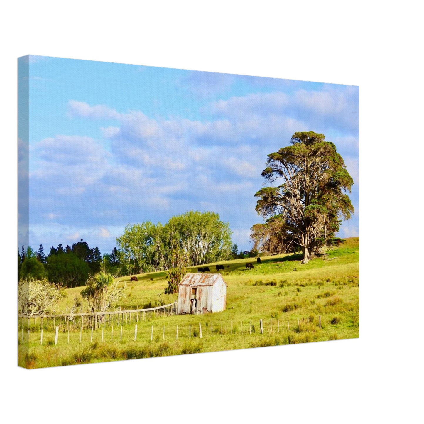 rural mangawhai nz, new zealand, nz, rural nz, weathered shed nz, oak trees nz, macrocarpa nz, macrocarpa trees nz, cows nz, rural landscape nz, urlich drive nz, fields nz, pastures nz, tornado nz, storm nz, piwaka prints nz, piwaka prints,