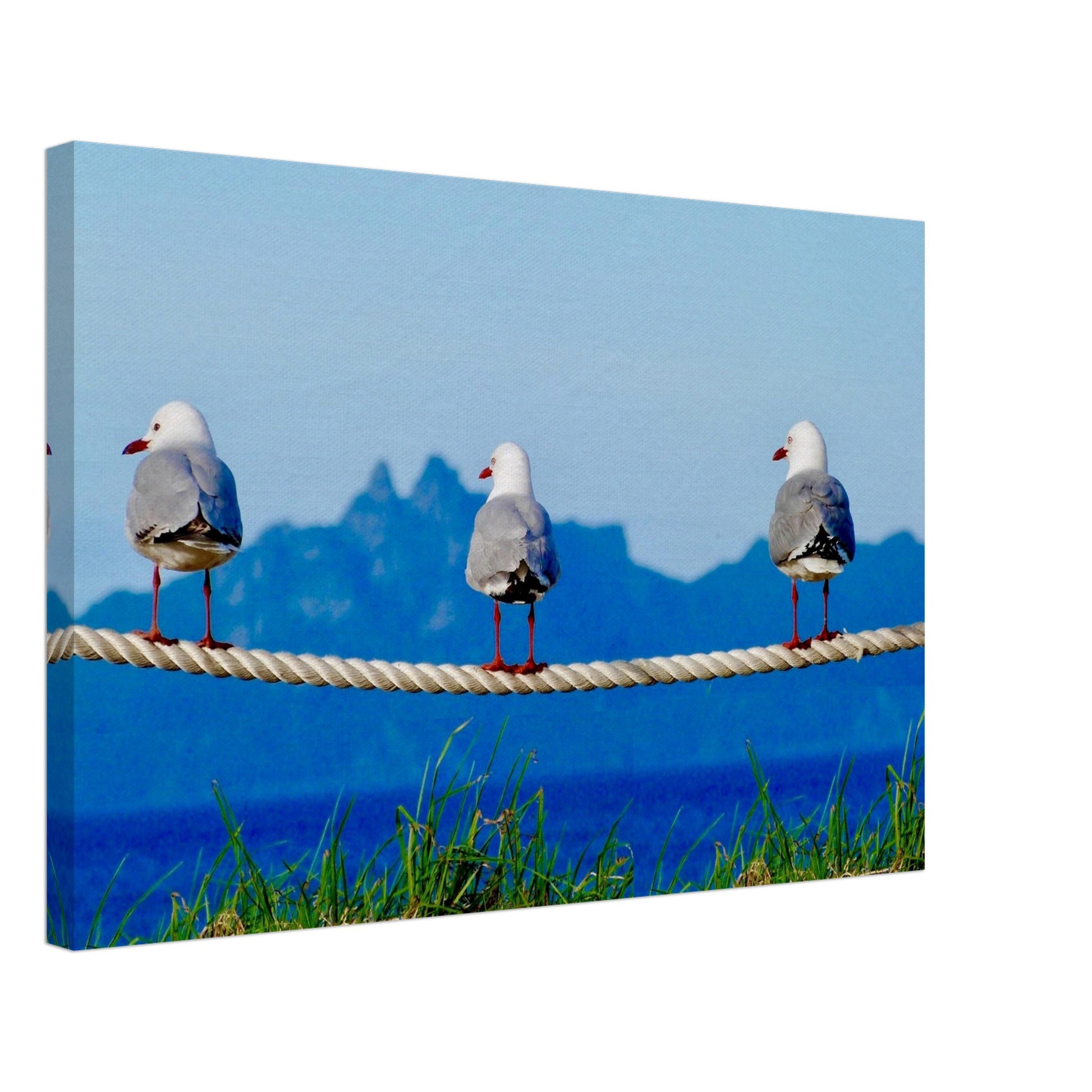 Seagulls, rope, three seagulls, taranga island, hen and chicks, hen and chicken, mangawhai heads, surf beach, northland, nz, new zealand, wall art, canvas, piwaka prints, seagulls canvas nz, seagulls wall art nz,
