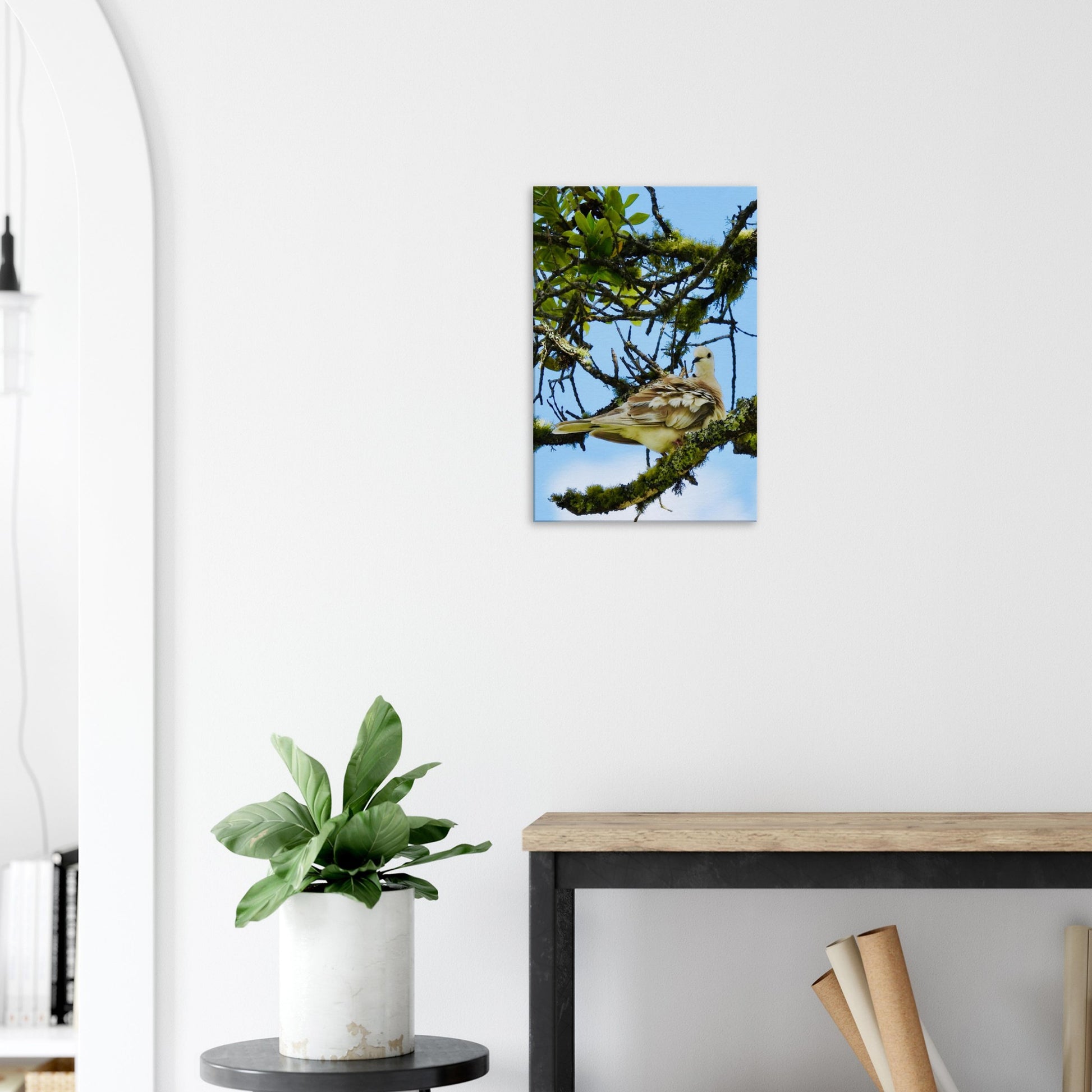 spotted dove nz, young spotted dove nz, dove nz, new zealand, mangawhai nz, mangawhai northland, mangawhai village nz, piwaka prints, piwaka prints nz, nz, lichen nz,
