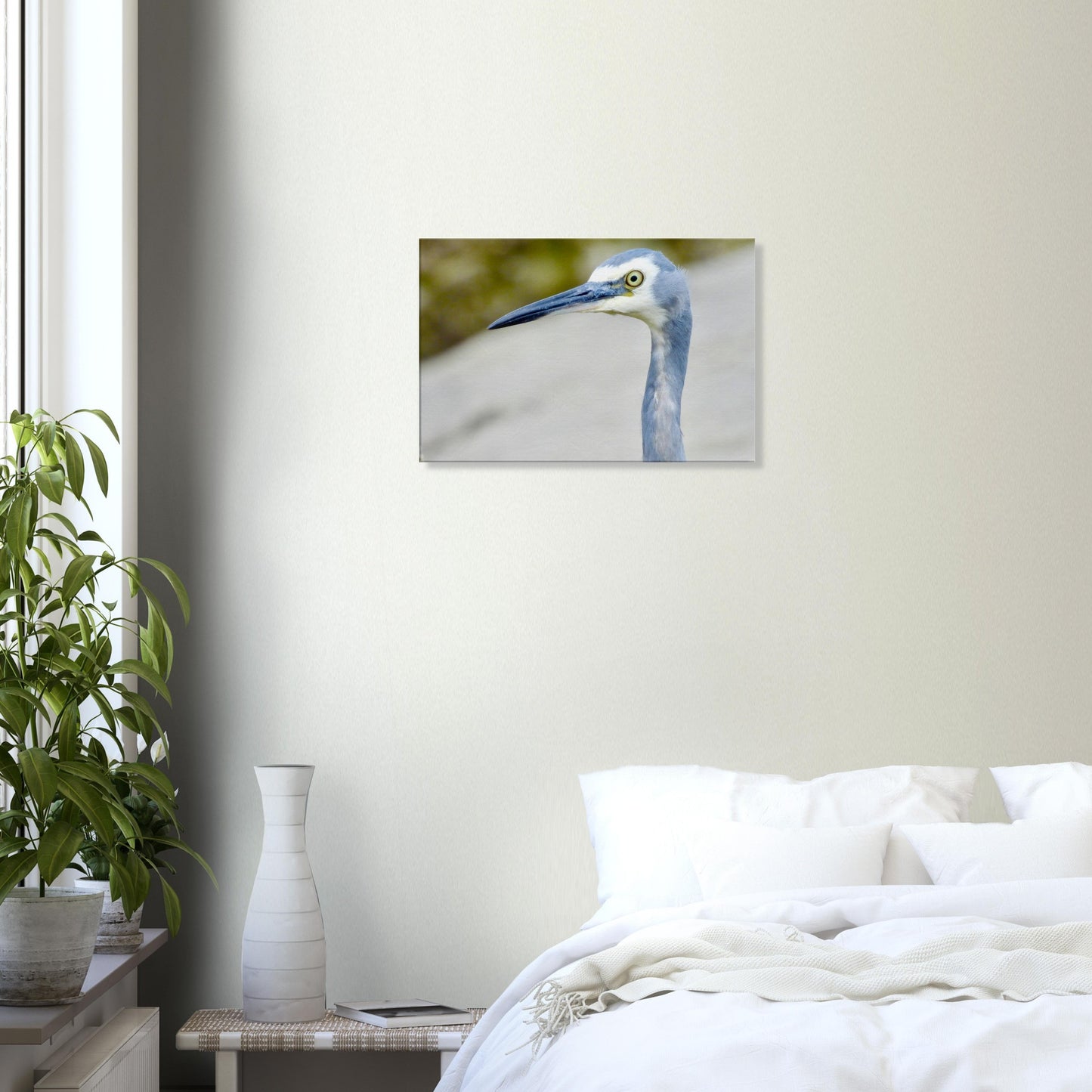 Heron nz, face nz, mangawhai heads, surf beach nz, mangawhai heads surf beach, northland, nz, new zealand, wall art nz, fun picture nz, piwaka prints nz, canvas nz, heron canvas nz, heron wall art nz, mangawhai, piwaka prints,