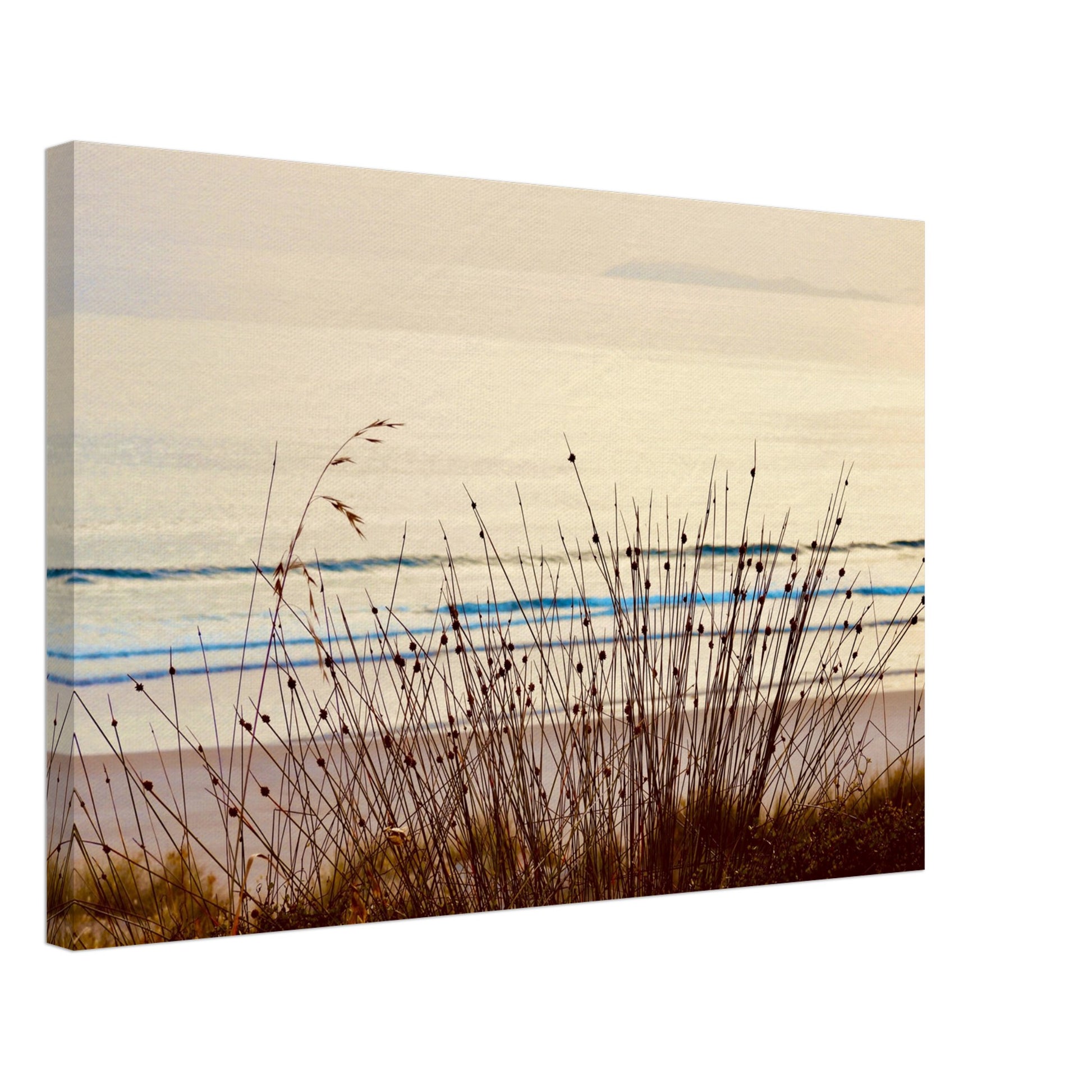 coastal grasses nz, grasses nz, sunrise nz, mangawhai heads surf beach nz, beach nz, surf beach nz, mangawhai heads nz, canvas nz, canvas art nz, new zealand, piwaka prints nz,