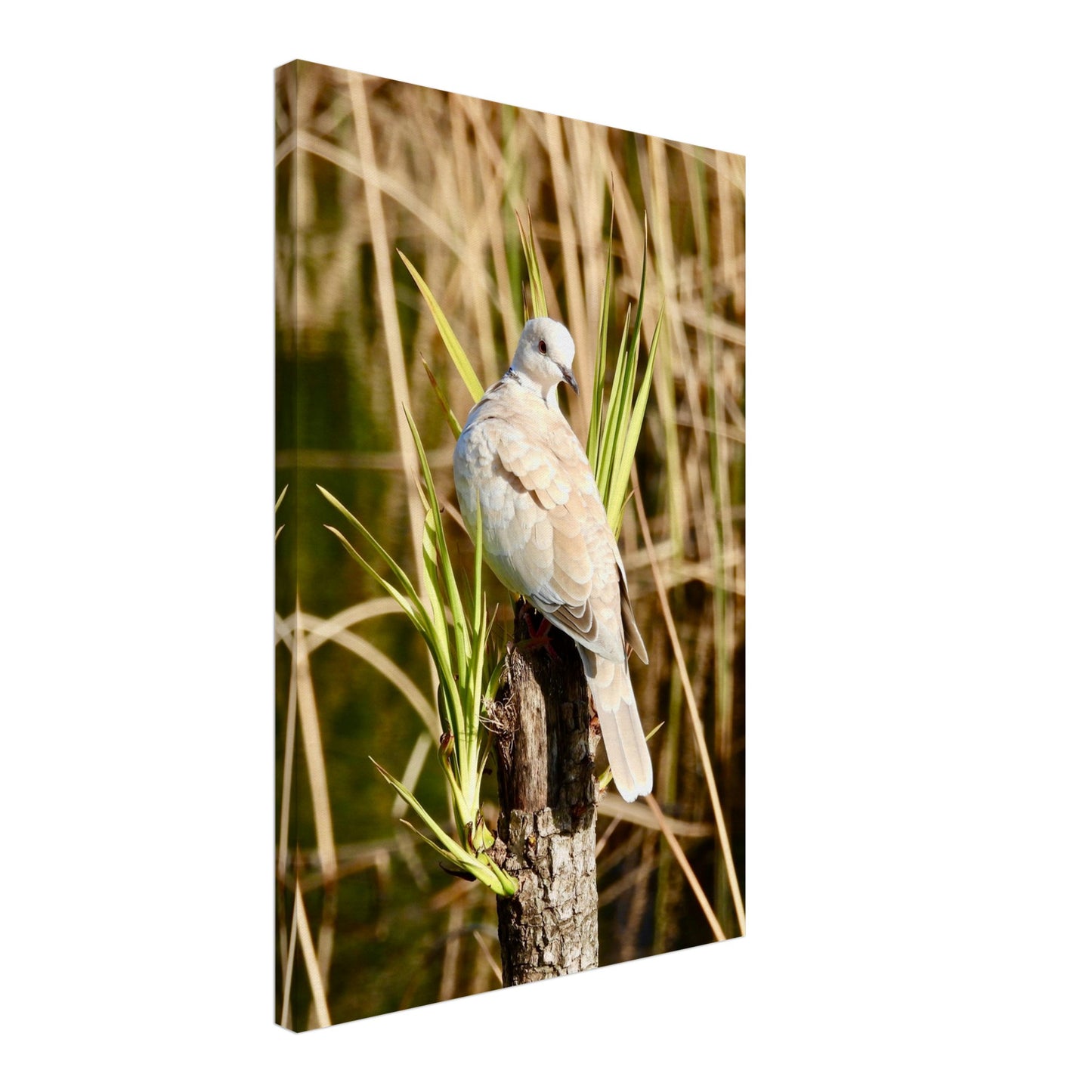 young dove nz, young spotted dove nz, spotted dove nz, dove nz, sunbathing nz, pond life nz, new zealand, piwaka prints, piwaka prints nz, bird nz, nz birdlife, pigeons nz, yukka nz,