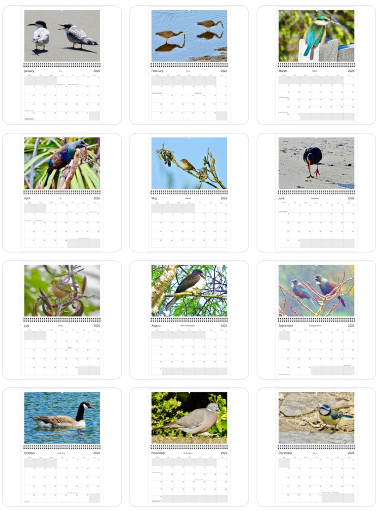 Birdlife - NZ & UK 2026 Calendar