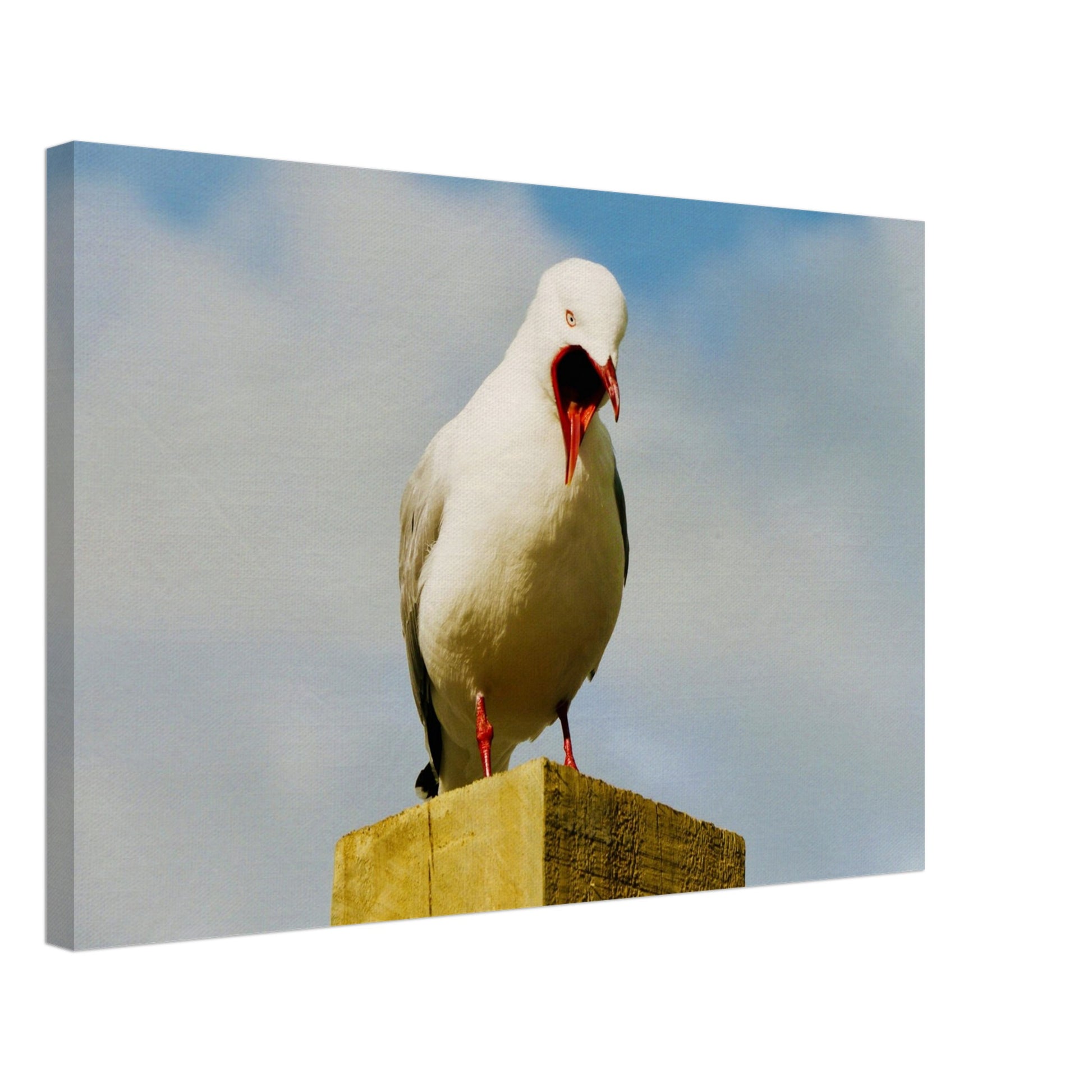 squawking seagull, seagull nz, northland, nz, new zealand, seagull new zealand, piwaka prints, wall art nz, canvas nz, bird canvas nz,