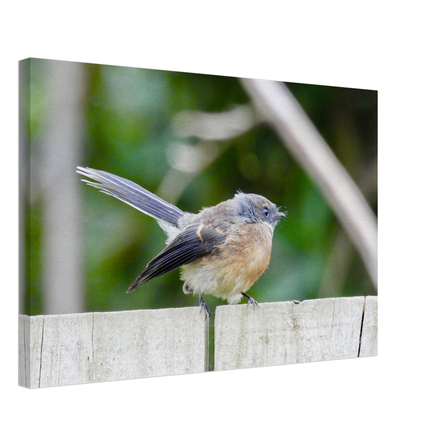 Piwakawaka, fantail, piwaka, canvas, nz, new zealand, bird, piwaka prints, wall art, piwakawaka canvas, piwakawaka art, piwakawaka canvas nz, new zealand wall art,