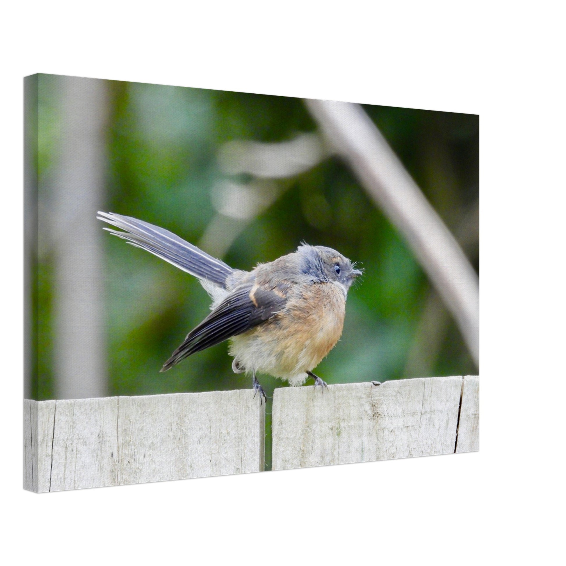 Piwakawaka, fantail, piwaka, canvas, nz, new zealand, bird, piwaka prints, wall art, piwakawaka canvas, piwakawaka art, piwakawaka canvas nz, new zealand wall art,