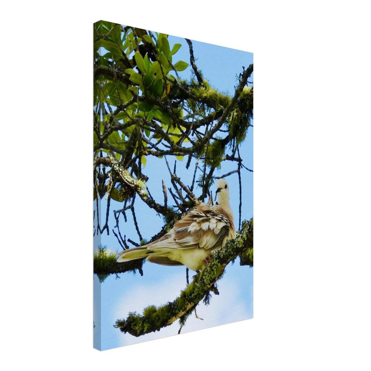 spotted dove nz, young spotted dove nz, dove nz, new zealand, mangawhai nz, mangawhai northland, mangawhai village nz, piwaka prints, piwaka prints nz, nz, lichen nz,
