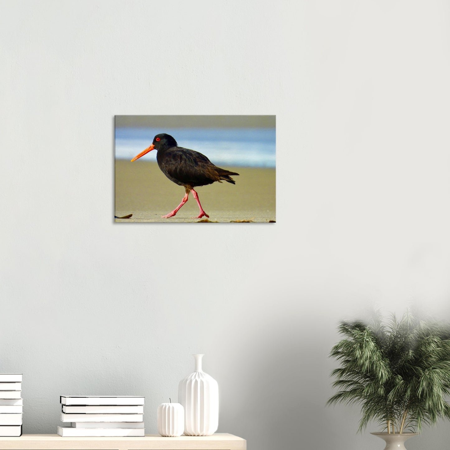 Oystercatcher, variable oystercatcher, nz, new zealand, northland, mangawhai heads, surf beach, black bird, black, bird, wall art, canvas, piwaka prints,