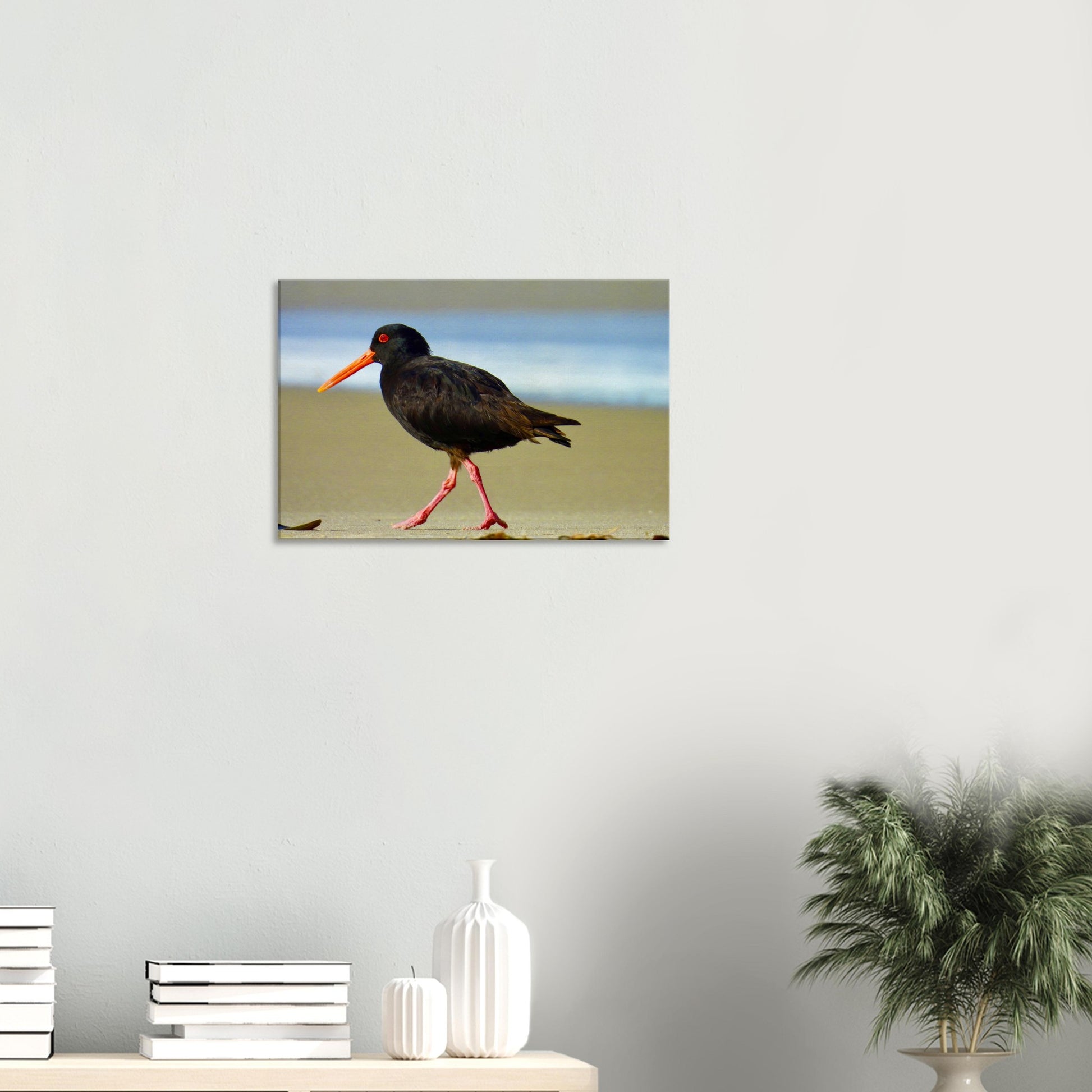 Oystercatcher, variable oystercatcher, nz, new zealand, northland, mangawhai heads, surf beach, black bird, black, bird, wall art, canvas, piwaka prints,