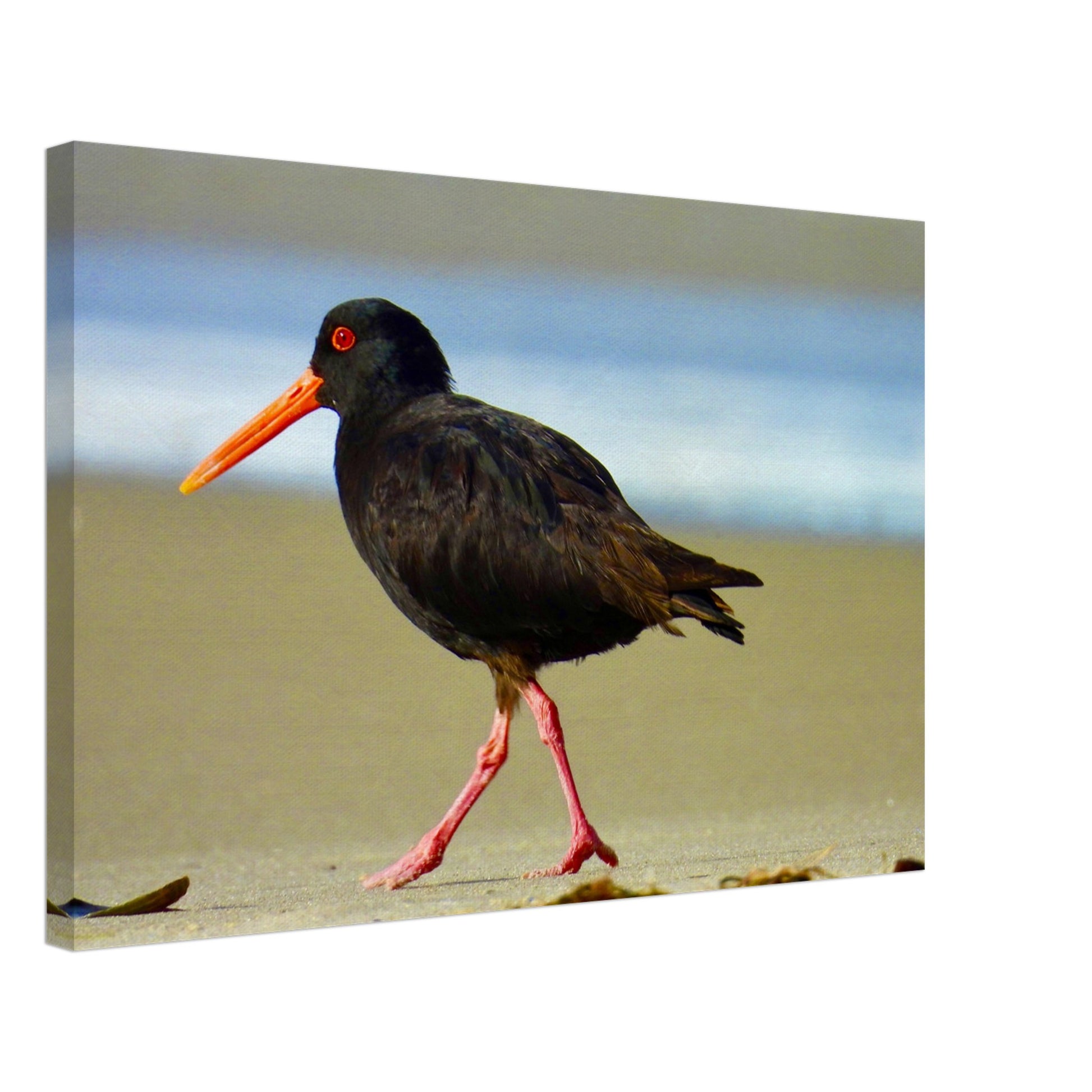 Oystercatcher, variable oystercatcher, nz, new zealand, northland, mangawhai heads, surf beach, black bird, black, bird, wall art, canvas, piwaka prints, oystercatcher canvas nz,