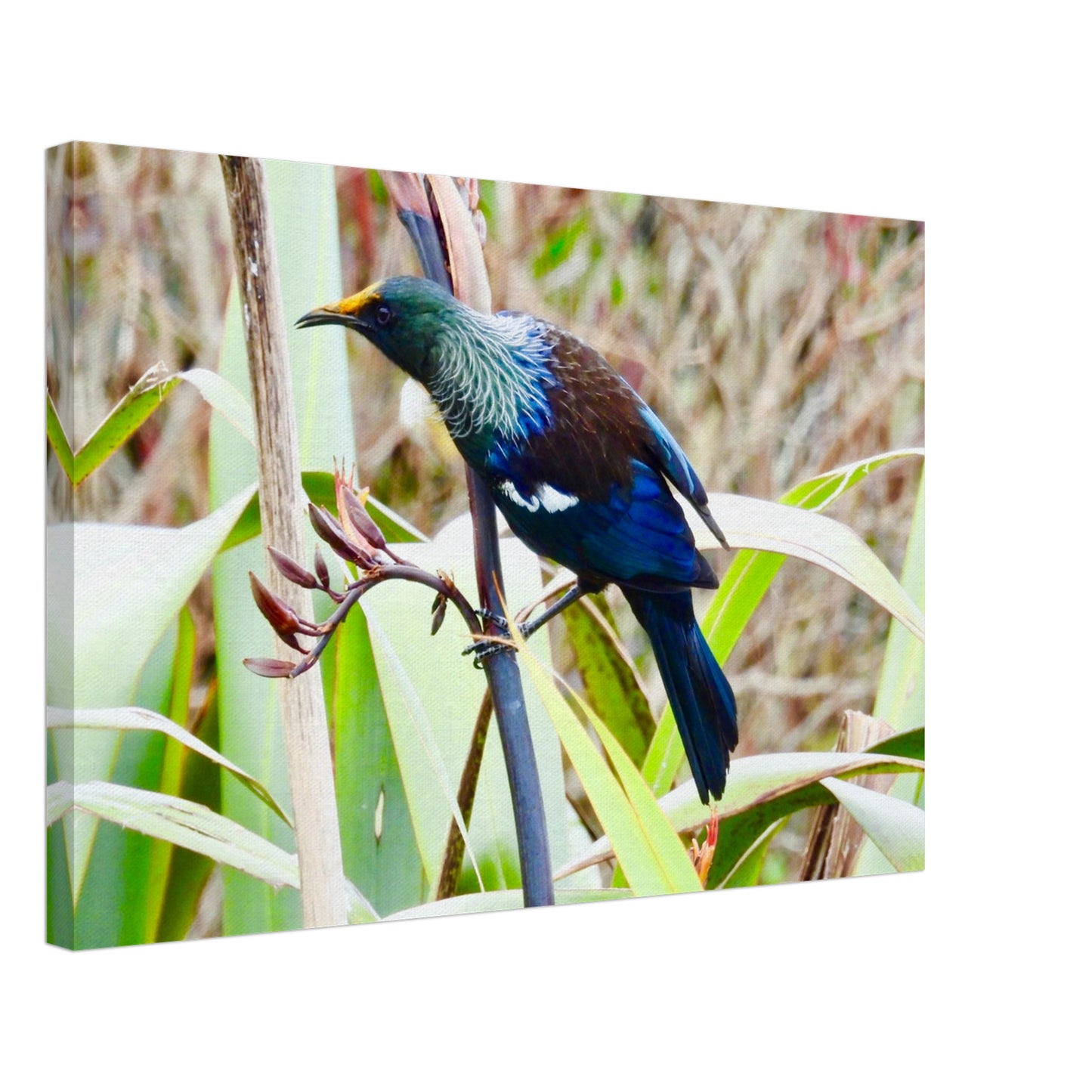 tui, native bird, nz, new zealand, flax, paradise, blue feathers, piwaka prints, canvas, canvases, bird, wall art, tui canvas, tui canvas nz, tui nz, tui new zealand,