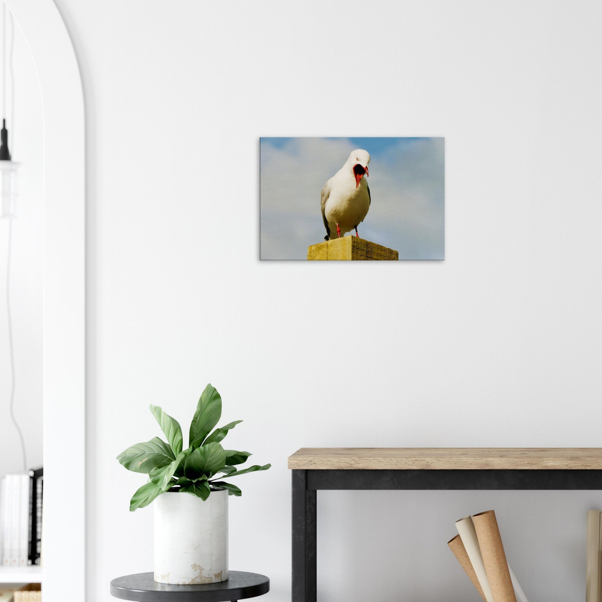 squawking seagull, seagull nz, northland, nz, new zealand, seagull new zealand, piwaka prints, wall art nz, canvas nz, bird canvas nz, surf beach nz, mangawhai nz, wellington nz, napier nz, office art nz,