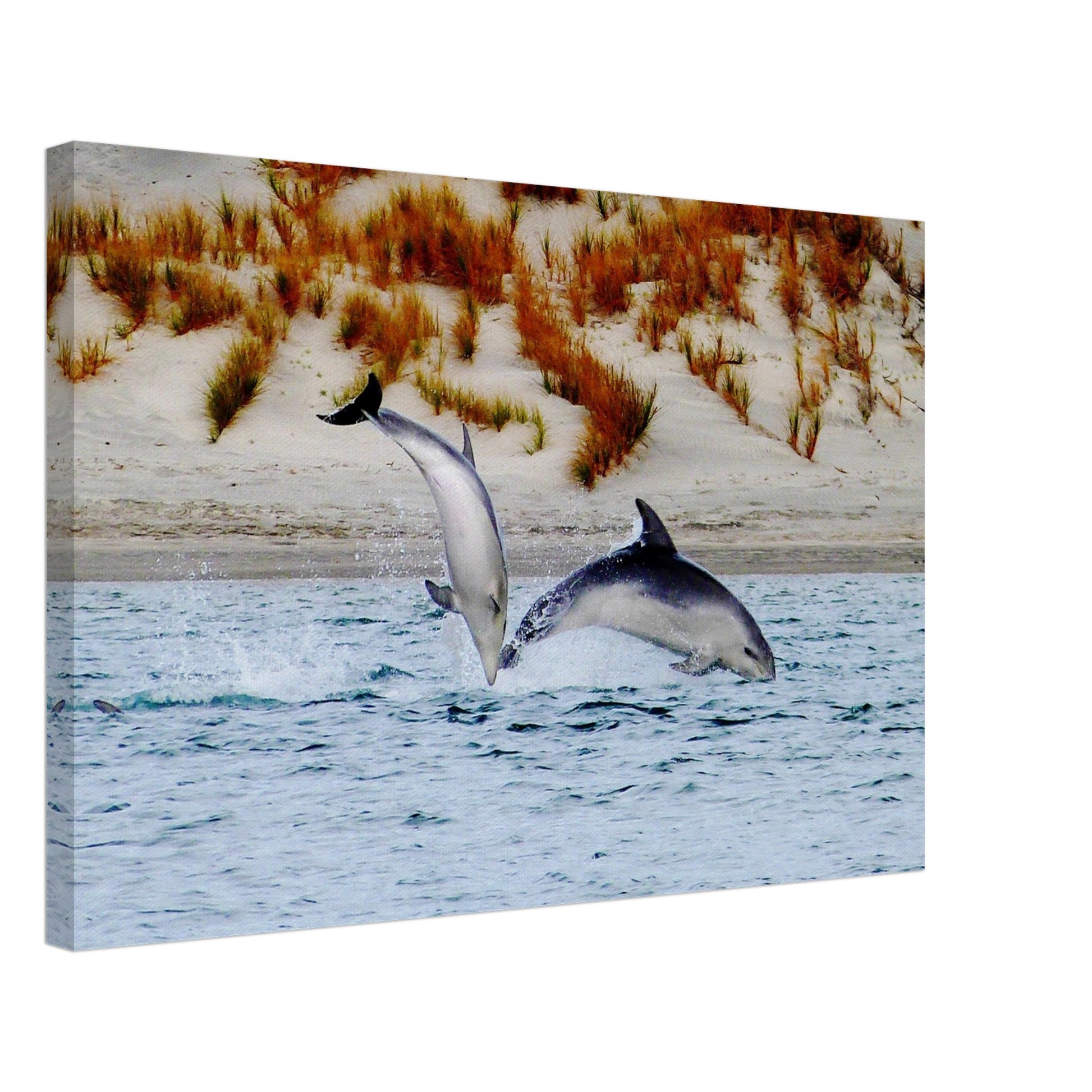 dolphins nz, mangawhai heads estuary, mangawhai heads, mangawhai estuary, mangawhai, estuary nz, northland, nz, new zealand, dolphin canvas nz, canvas nz,  east coast nz, paradise nz, ocean life nz, marine life nz, piwaka prints nz, piwaka prints,