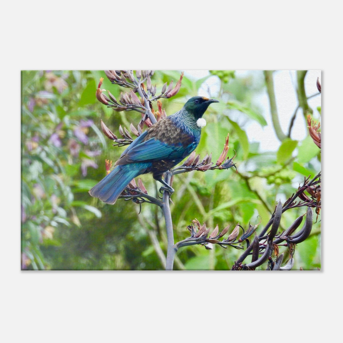 Tui nz, flax nz, blue nz, green nz, nz native bird, bird nz, nz, new zealand, piwaka prints, piwaka prints nz, canvas, canvas nz, wall art, wall art nz, tui canvas nz, tui wall art nz,