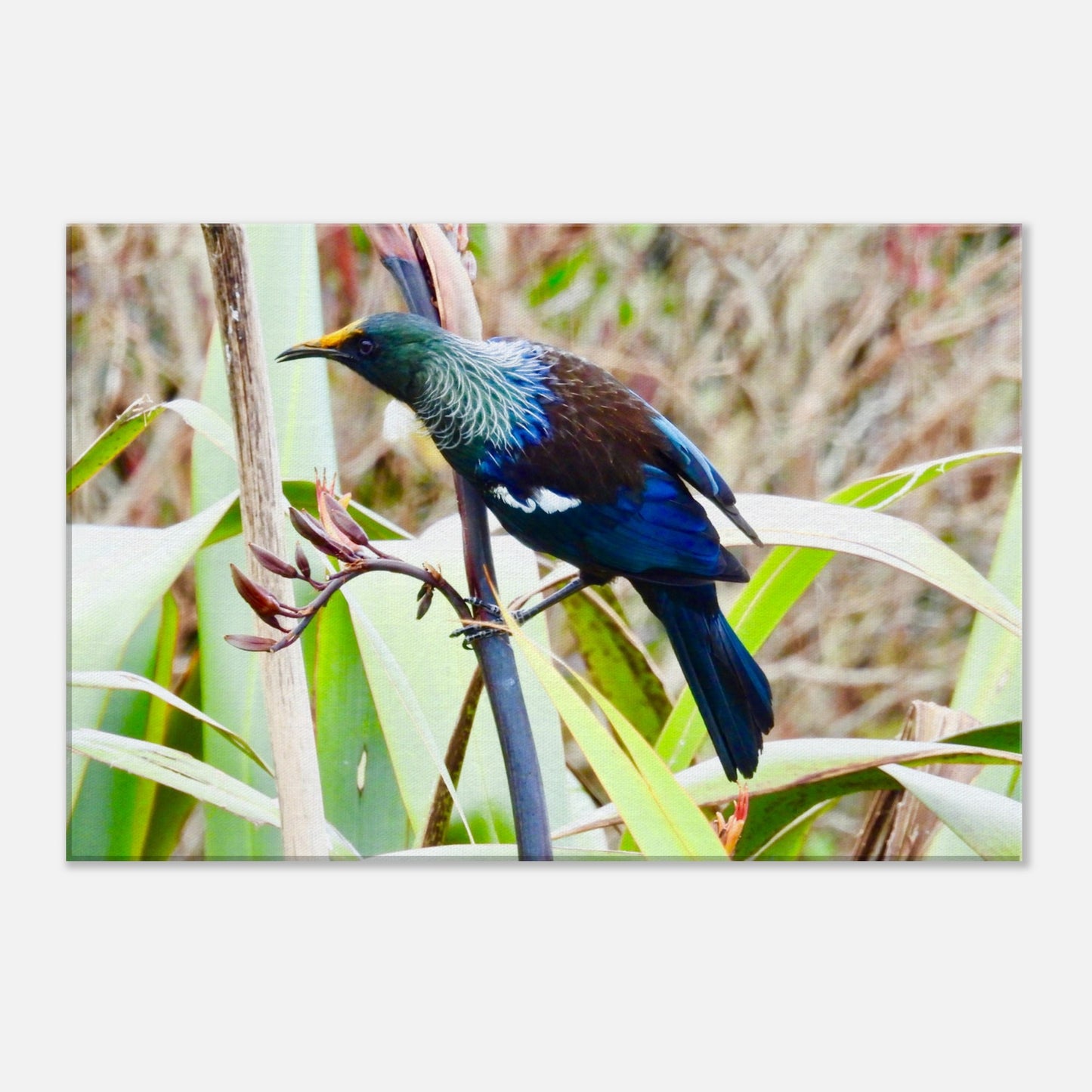 tui, native bird, nz, new zealand, flax, paradise, blue feathers, piwaka prints, canvas, canvases, bird, wall art, tui canvas, tui canvas nz, tui nz, tui new zealand,