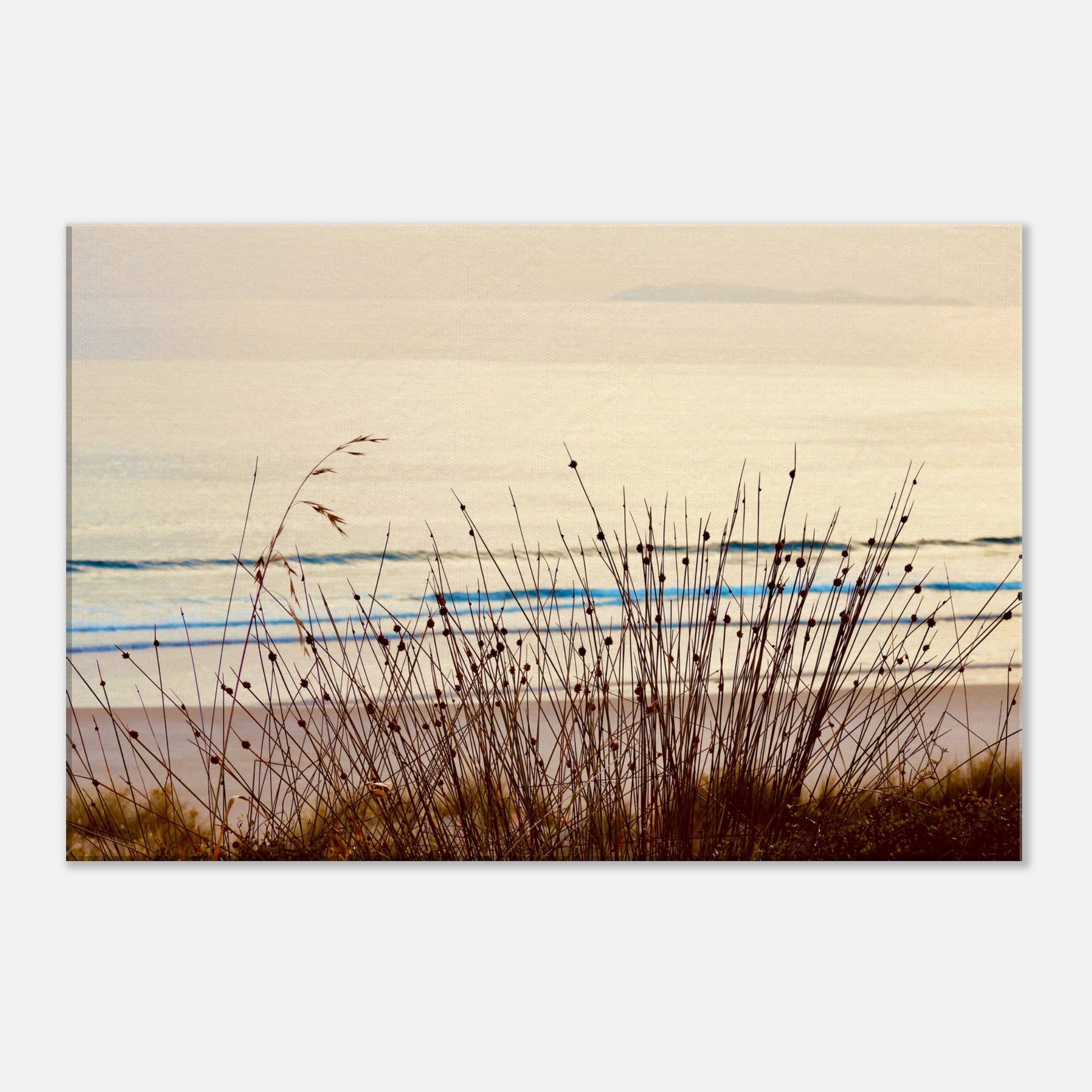 coastal grasses nz, grasses nz, sunrise nz, mangawhai heads surf beach nz, beach nz, surf beach nz, mangawhai heads nz, canvas nz, canvas art nz, new zealand, piwaka prints nz,