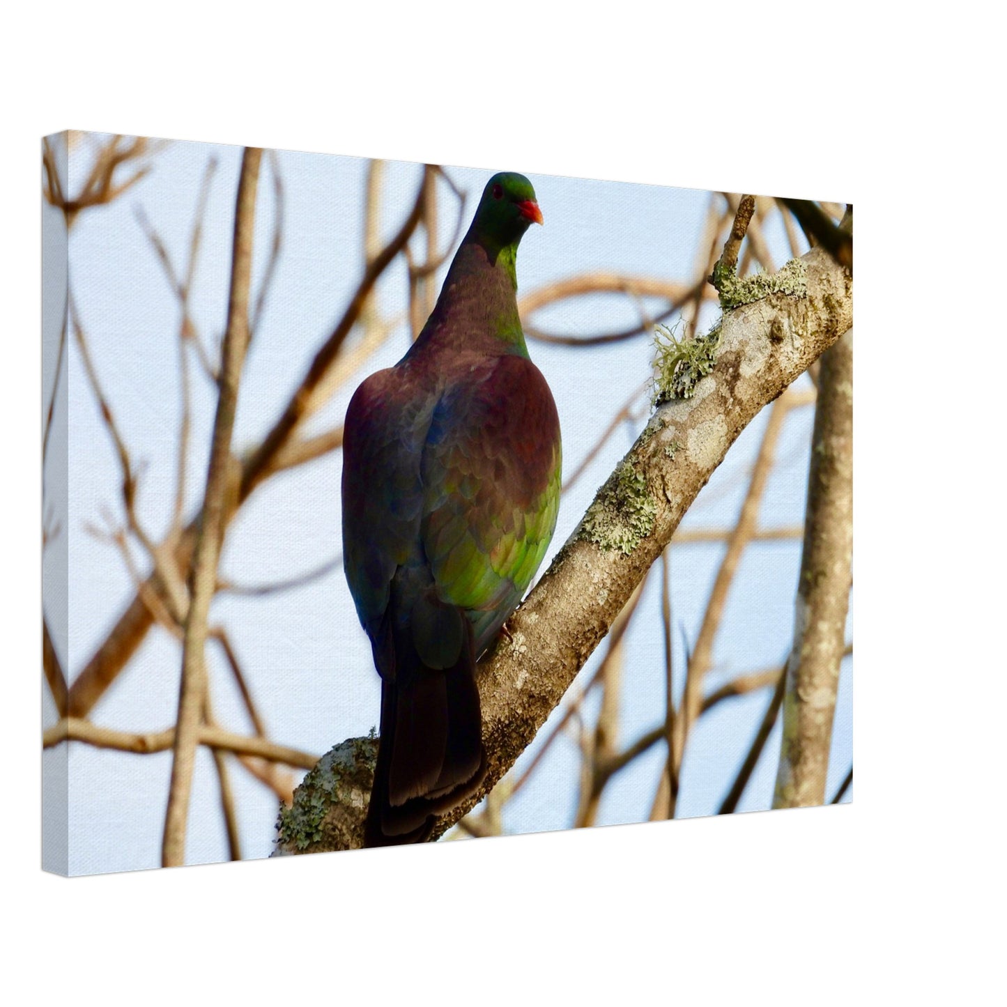 Kererū, kereru, tree, wood pigeon, native bird, nz, new zealand, northland, wall art, canvas nz, piwaka prints, christmas, gift idea, Kererū canvas, kereru canvas, canvas,