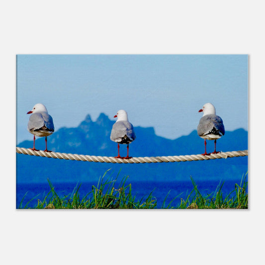Seagulls, rope, three seagulls, taranga island, hen and chicks, hen and chicken, mangawhai heads, surf beach, northland, nz, new zealand, wall art, canvas, piwaka prints, 