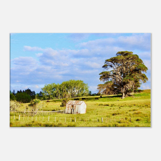 rural mangawhai nz, new zealand, nz, rural nz, weathered shed nz, oak trees nz, macrocarpa nz, macrocarpa trees nz, cows nz, rural landscape nz, urlich drive nz, fields nz, pastures nz, tornado nz, storm nz, piwaka prints nz, piwaka prints,