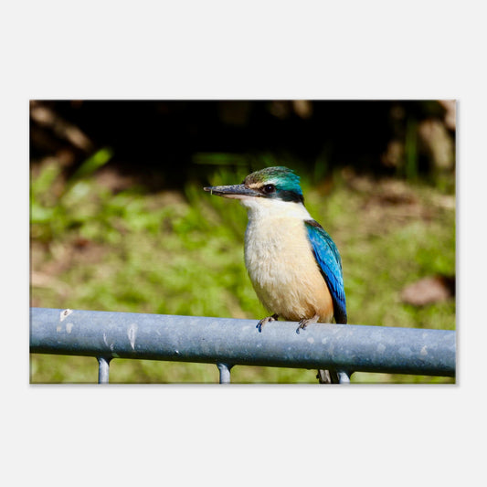 Kingfisher, gate, kingfisher on gate, wall art, canvas, bright, colourful, blue, green, piwaka prints, nz, new zealand, bird, 