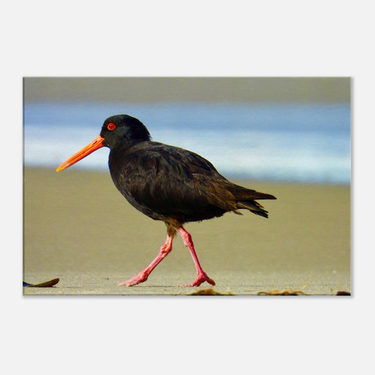 Oystercatcher, variable oystercatcher, nz, new zealand, northland, mangawhai heads, surf beach, black bird, black, bird, wall art, canvas, piwaka prints, 