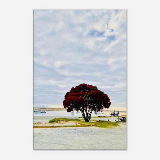 pohutukawa nz, pohutukawa tree, pohutukawa tree nz, mangwhai heads nz, mangwhai heads estuary nz, mangwhai heads estuary, new zealand, nz, piwaka prints, piwaka prints nz, estuary nz, summer nz, red nz, red flower nz,