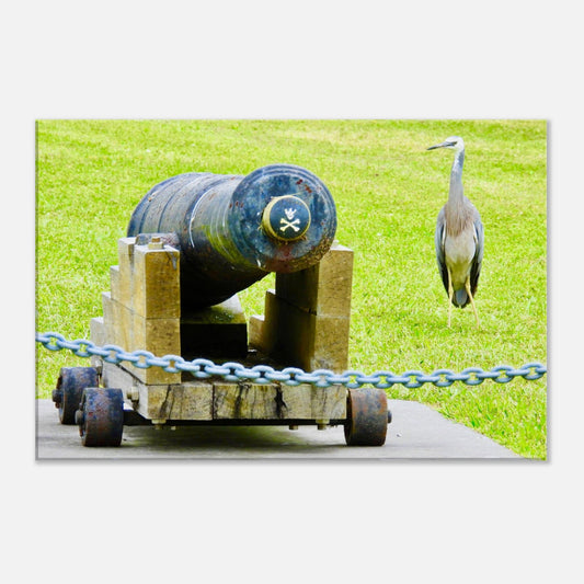 heron nz, nz heron, cannon nz, sentinel nz, piwaka prints nz, nature photography nz, new zealand, nz, bird life nz, northland nz, mangawhai nz,  canvas nz, canvas art nz,