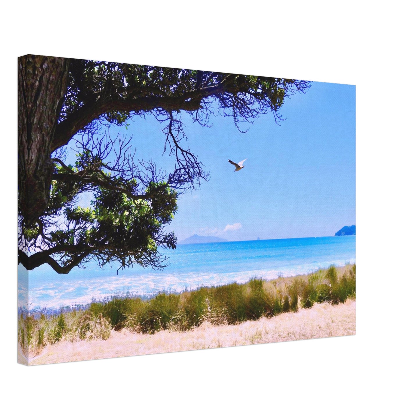langs beach, langs, northland, taranga island, hen and chicken islands, sail rock, seagull, ocean view, turquoise water, turquoise, summer, nz, new zealand, piwaka prints