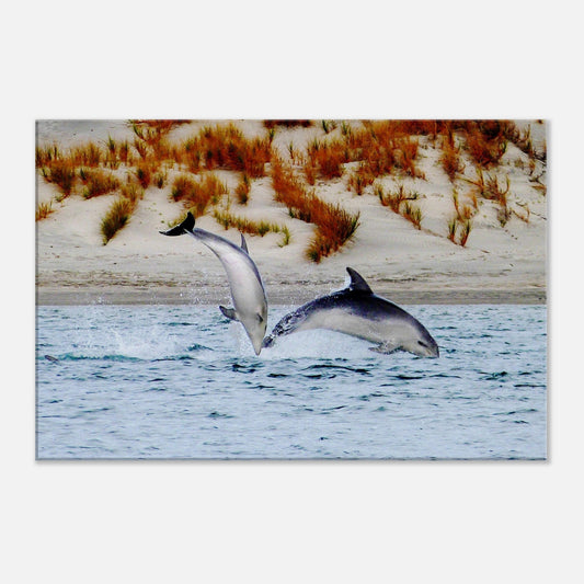 dolphins nz, mangawhai heads estuary, mangawhai heads, mangawhai estuary, mangawhai, estuary nz, northland, nz, new zealand, dolphin canvas nz, canvas nz,  east coast nz, paradise nz, ocean life nz, marine life nz, piwaka prints nz, piwaka prints