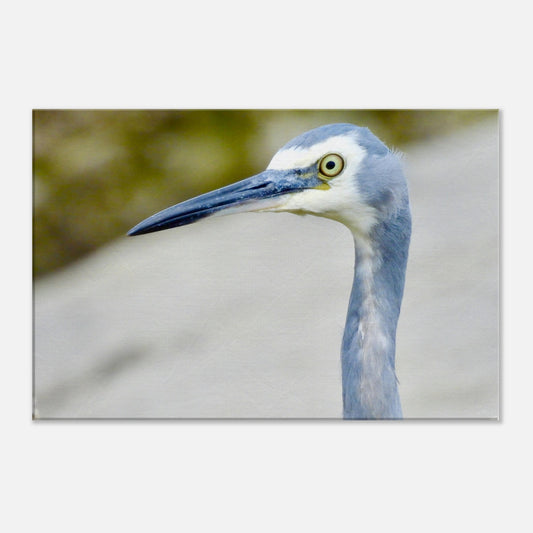 Heron nz, face nz, mangawhai heads, surf beach nz, mangawhai heads surf beach, northland, nz, new zealand, wall art nz, fun picture nz, piwaka prints nz, canvas nz, heron canvas nz, heron wall art nz, mangawhai, piwaka prints,