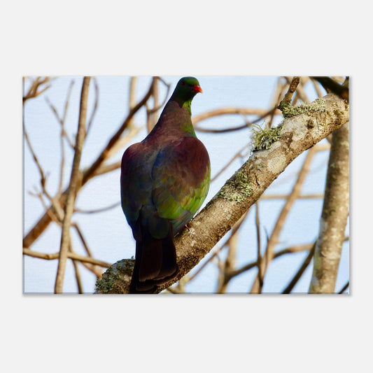 Kererū, kereru, tree, wood pigeon, native bird, nz, new zealand, northland, wall art, canvas, piwaka prints, christmas, gift idea, 