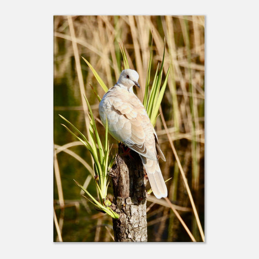 young dove nz, young spotted dove nz, spotted dove nz, dove nz, sunbathing nz, pond life nz, new zealand, piwaka prints, piwaka prints nz, bird nz, nz birdlife, pigeons nz, yukka nz,