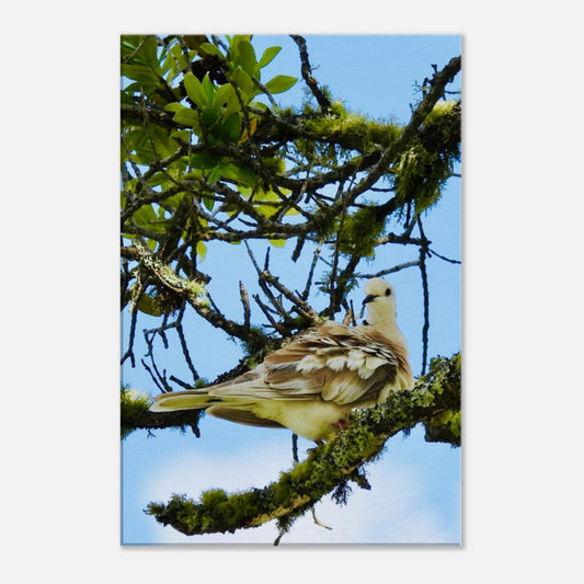 spotted dove nz, young spotted dove nz, dove nz, new zealand, mangawhai nz, mangawhai northland, mangawhai village nz, piwaka prints, piwaka prints nz, nz, lichen nz, 