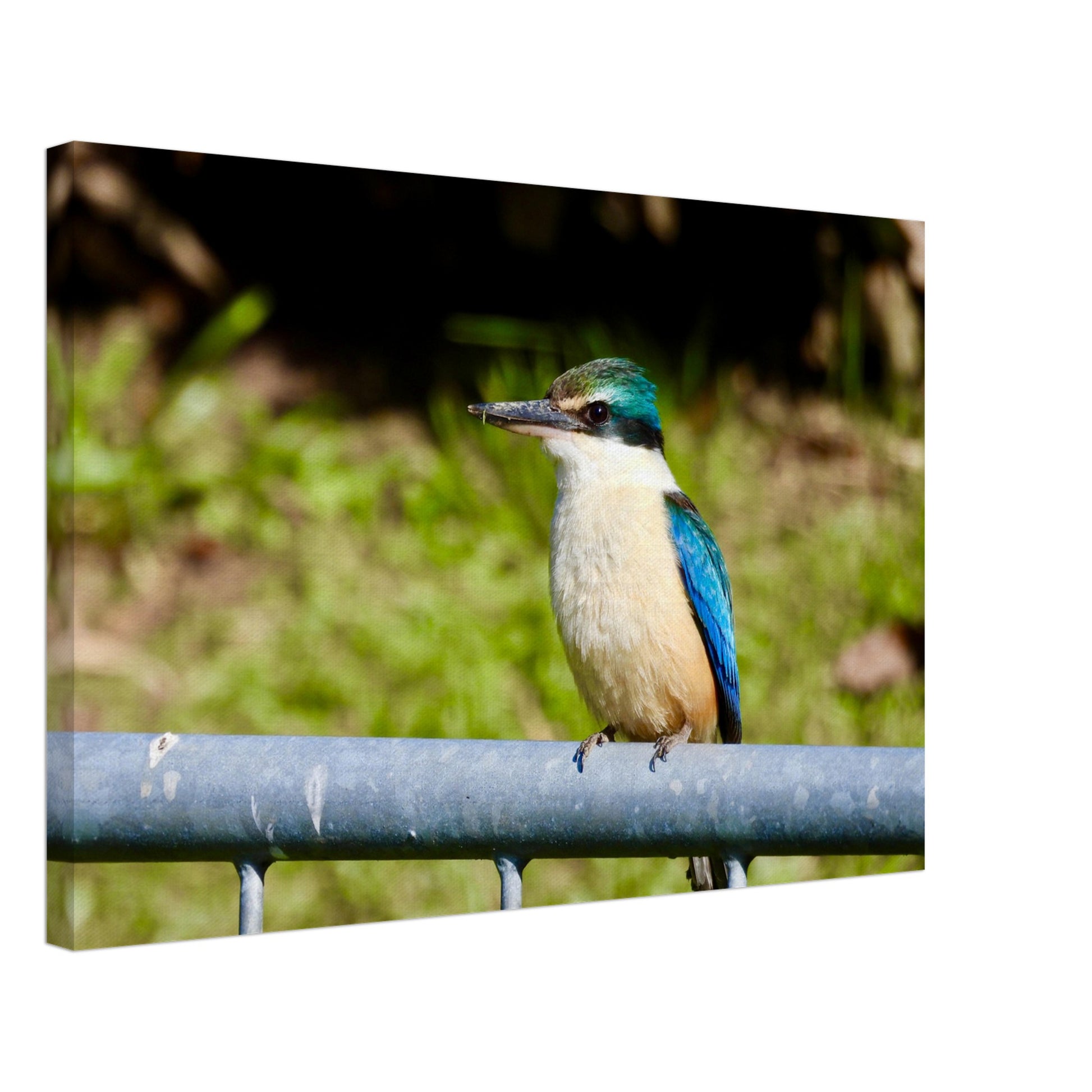 Kingfisher, gate, kingfisher on gate, nz wall art, canvas, bright, colourful, blue, green, piwaka prints, nz, new zealand, bird, kingfisher canvas nz, kingfisher canvas,