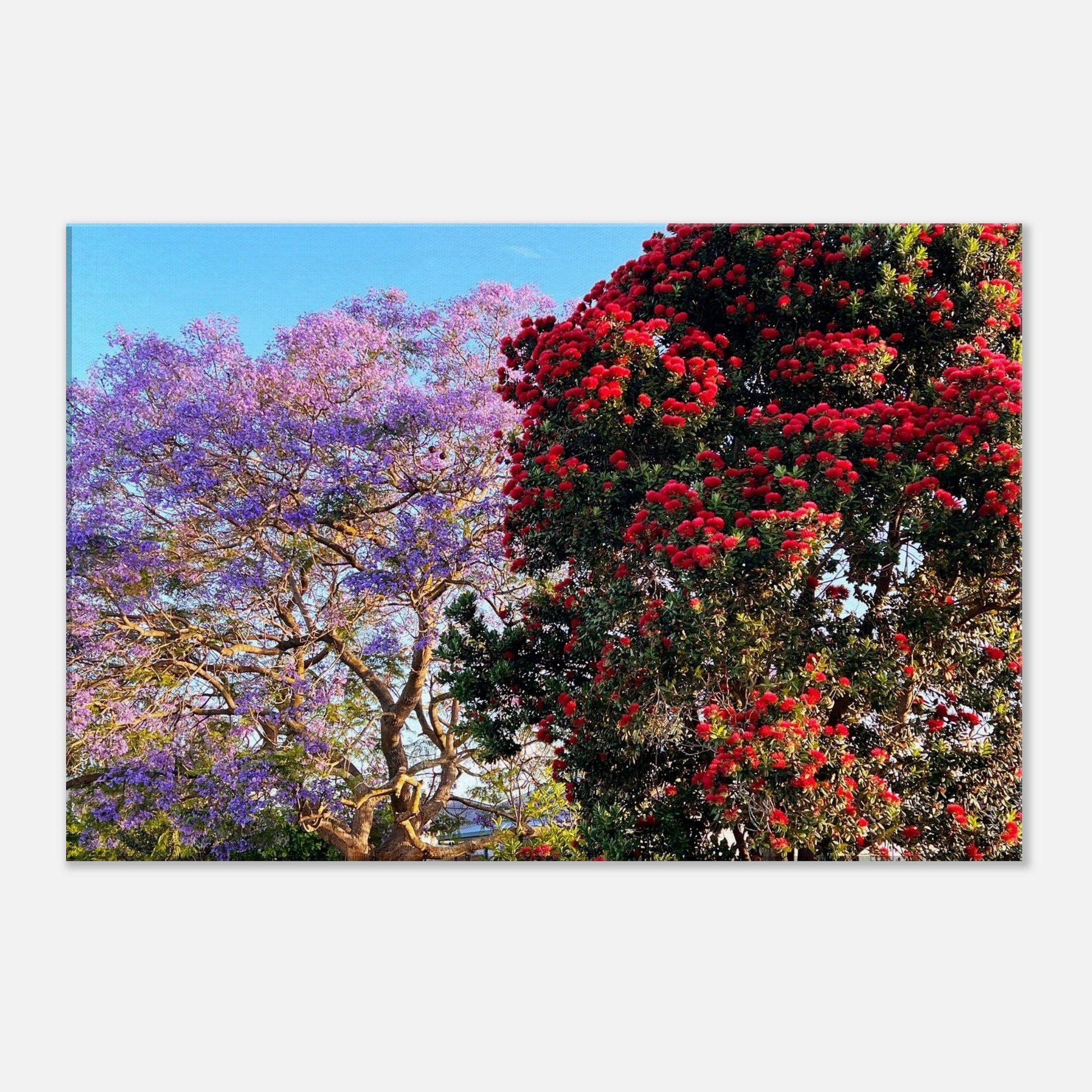 jacaranda tree, pohutukawa tree, purple, red, summer, napier, greenmeadows, nz, new zealand, piwaka prints, canvas art, canvas