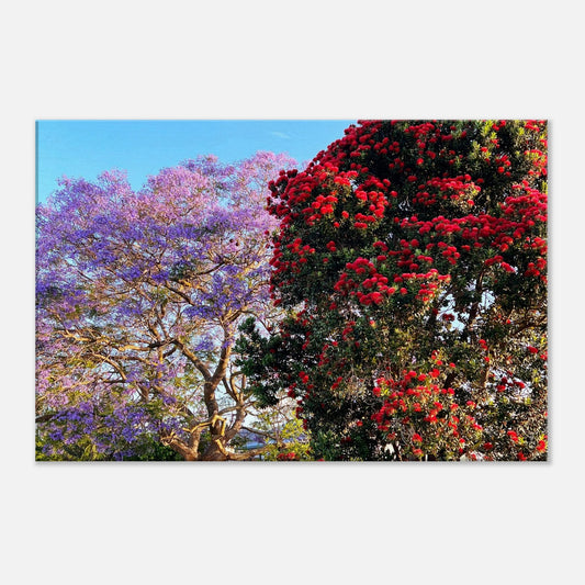 jacaranda tree, pohutukawa tree, purple, red, summer, napier, greenmeadows, nz, new zealand, piwaka prints, canvas art, canvas