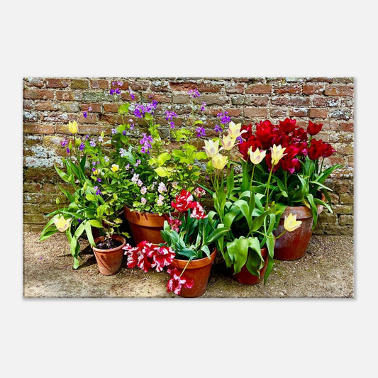 tulips, brick wall, terracotta pots, yellow tulips, canvas art, piwaka prints nz, piwaka prints, primula, spring flowers, piwaka prints, canvas, floral art,