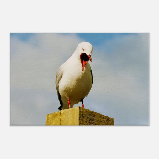 squawking seagull, seagull nz, northland, nz, new zealand, seagull new zealand, piwaka prints, wall art nz, canvas nz, bird canvas nz, surf beach nz, mangawhai nz, wellington nz, napier nz, 