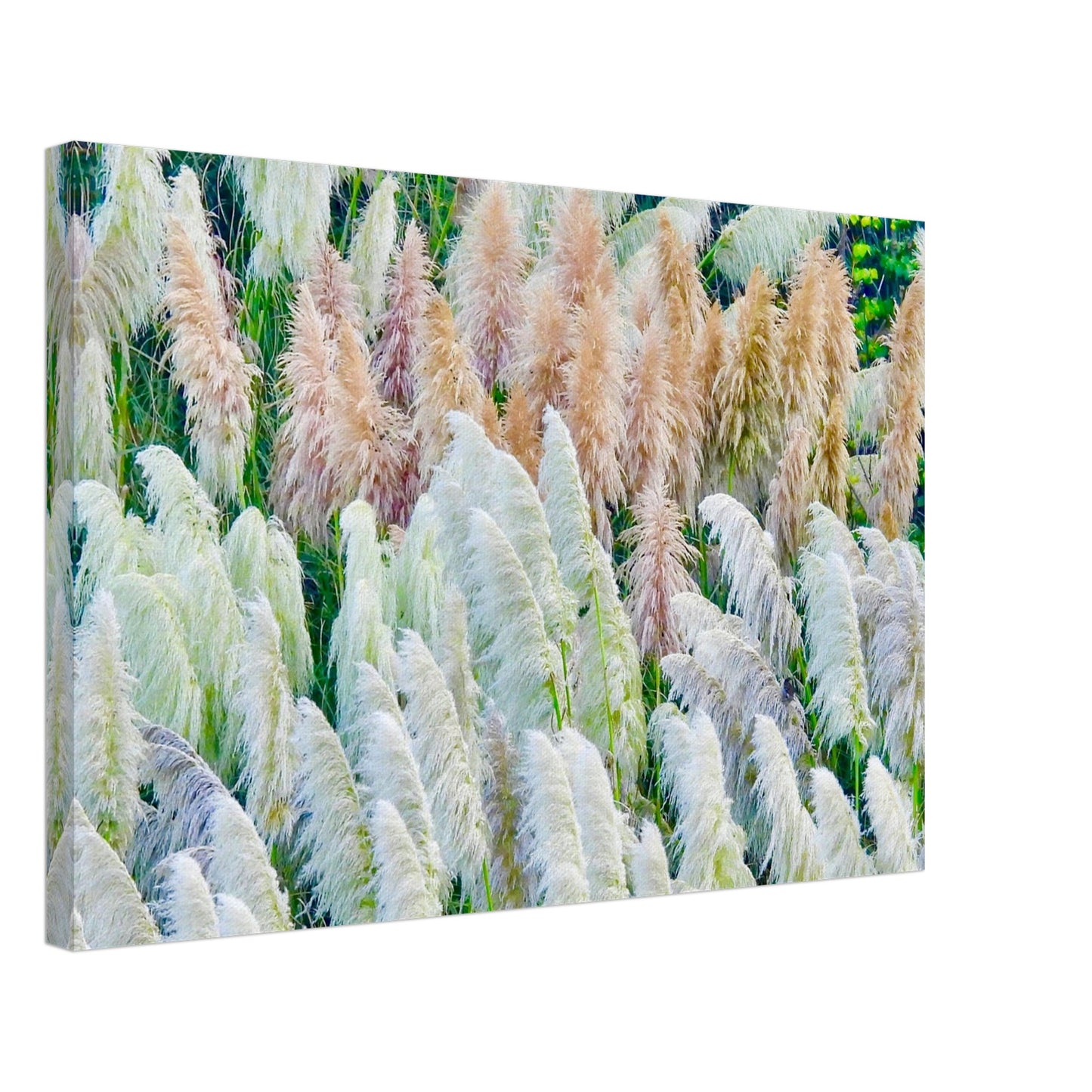 Grasses, grass, toetoe, pink, white, green, northland, nz, new zealand, east coast, coastal, mangawhai heads surf beach, surf beach, wall art, canvas, piwaka prints, pampas canvas, grasses canvas, toetoe canvas, 
