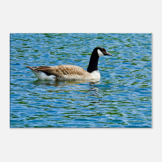 canada goose, lake, spring, UK, piwaka prints, nz, goose, geese, canada geese, canvas print, canvas, buy now,