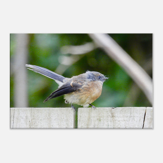 Piwakawaka, fantail, piwaka, canvas, nz, new zealand, bird, piwaka prints, wall art, 