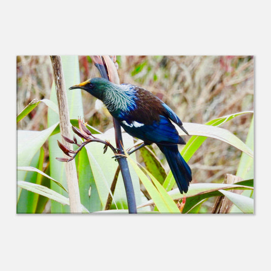 tui, native bird, nz, new zealand, flax, paradise, blue feathers, piwaka prints, canvas, canvases, bird, wall art, tui canvas, tui canvas nz, tui nz, tui new zealand,